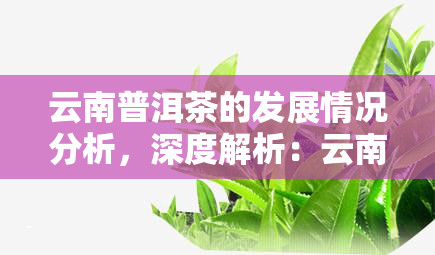 云南普洱茶的发展情况分析，深度解析：云南普洱茶的发展历程与现状