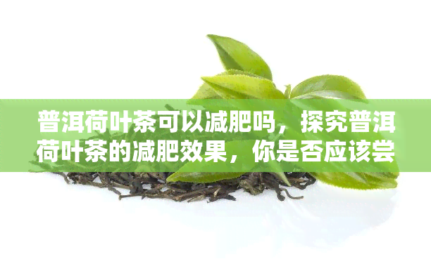 普洱荷叶茶可以减肥吗，探究普洱荷叶茶的减肥效果，你是否应该尝试？