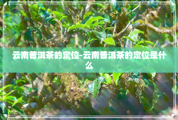 云南普洱茶的定位-云南普洱茶的定位是什么