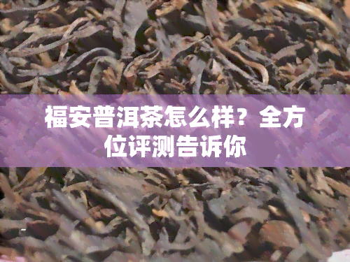 福安普洱茶怎么样？全方位评测告诉你