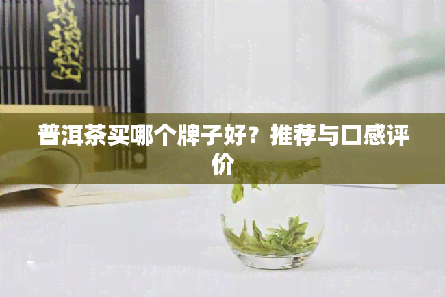 普洱茶买哪个牌子好？推荐与口感评价