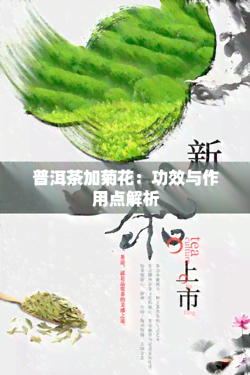 普洱茶加菊花：功效与作用点解析