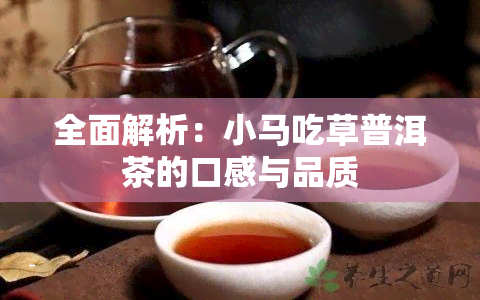 全面解析：小马吃草普洱茶的口感与品质