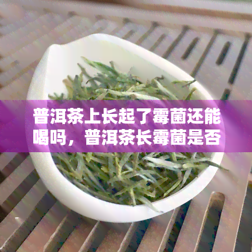 普洱茶上长起了霉菌还能喝吗，普洱茶长霉菌是否能饮用？