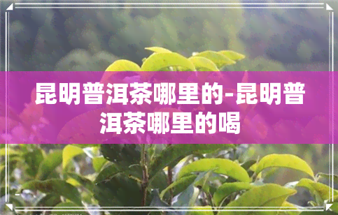 昆明普洱茶哪里的-昆明普洱茶哪里的喝