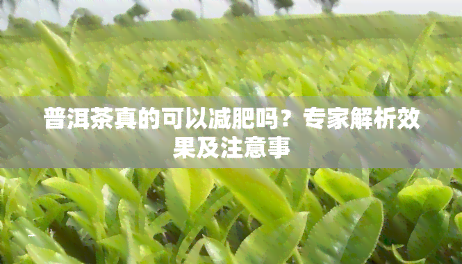 普洱茶真的可以减肥吗？专家解析效果及注意事