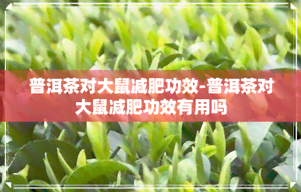 普洱茶对大鼠减肥功效-普洱茶对大鼠减肥功效有用吗