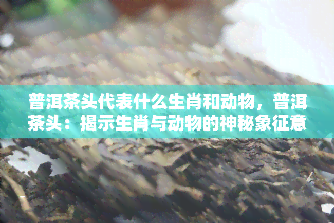 普洱茶头代表什么生肖和动物，普洱茶头：揭示生肖与动物的神秘象征意义