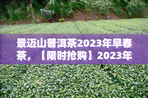 景迈山普洱茶2023年早春茶，【限时抢购】2023年景迈山新上市 早春普洱茶 生态有机好茶 熟茶熟普洱茶叶 节限定 春新茶 叶原产地直供 天然健 敬请品鉴