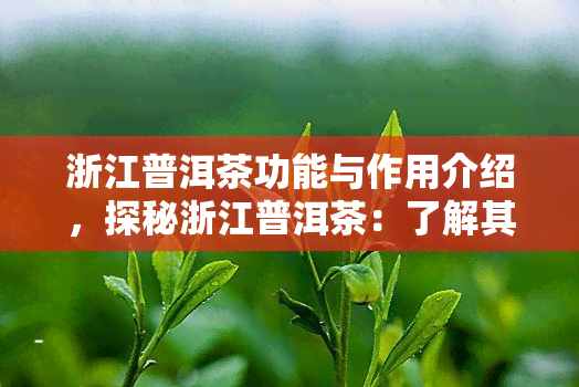 浙江普洱茶功能与作用介绍，探秘浙江普洱茶：了解其功能与作用