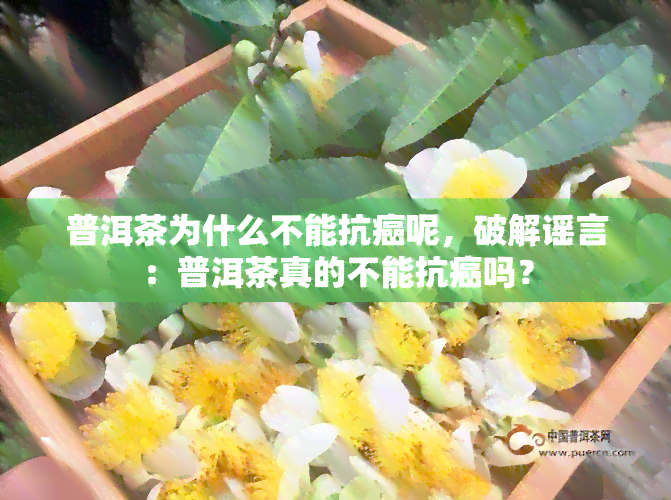 普洱茶为什么不能抗癌呢，破解谣言：普洱茶真的不能抗癌吗？