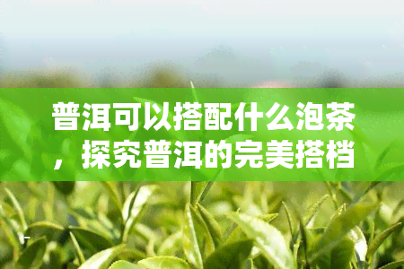 普洱可以搭配什么泡茶，探究普洱的完美搭档：如何泡制一杯美味的普洱茶？