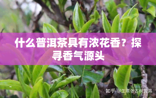 什么普洱茶具有浓花香？探寻香气源头