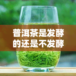 普洱茶是发酵的还是不发酵的，普洱茶：发酵的还是不发酵的？揭开神秘面纱