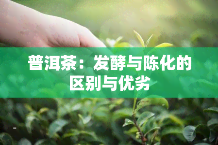 普洱茶：发酵与陈化的区别与优劣