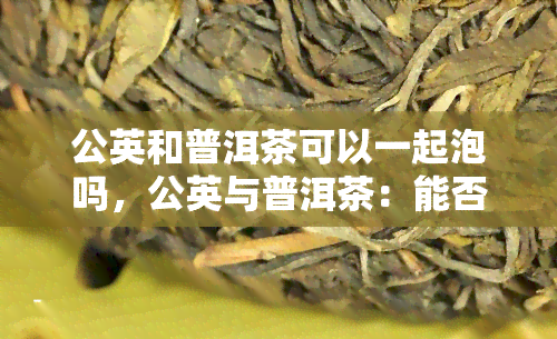 公英和普洱茶可以一起泡吗，公英与普洱茶：能否一同冲泡？