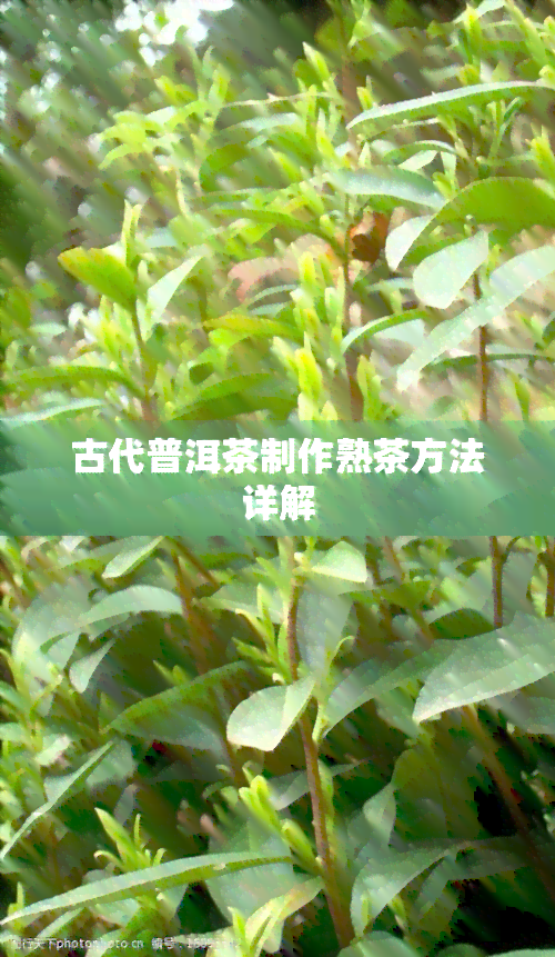 古代普洱茶制作熟茶方法详解