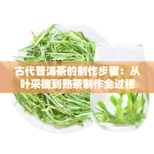 古代普洱茶的制作步骤：从叶采摘到熟茶制作全过程解析