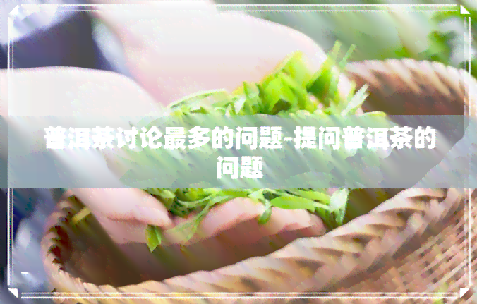 普洱茶讨论最多的问题-提问普洱茶的问题