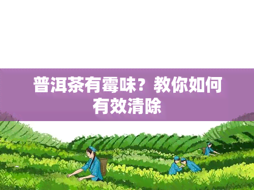 普洱茶有霉味？教你如何有效清除