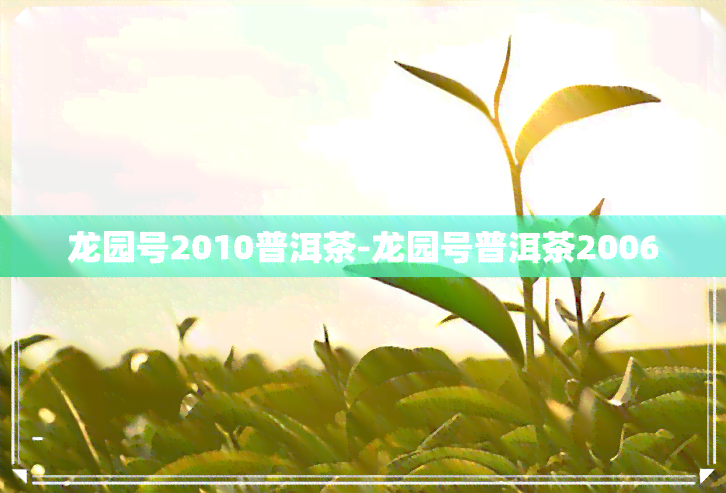 龙园号2010普洱茶-龙园号普洱茶2006