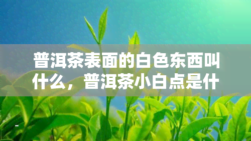 普洱茶表面的白色东西叫什么，普洱茶小白点是什么？揭开茶叶表面白色物质的秘密