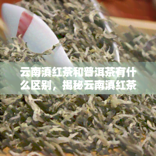 云南滇红茶和普洱茶有什么区别，揭秘云南滇红茶与普洱茶的不同之处