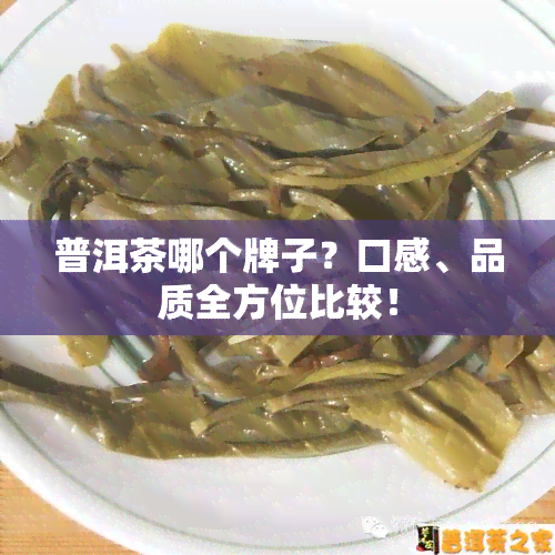 普洱茶哪个牌子？口感、品质全方位比较！