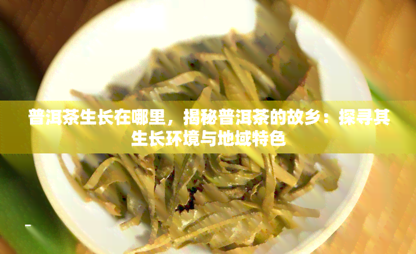 普洱茶生长在哪里，揭秘普洱茶的故乡：探寻其生长环境与地域特色