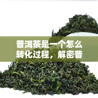 普洱茶是一个怎么转化过程，解密普洱茶的转化过程：从新茶叶到醇厚口感的奇妙旅程