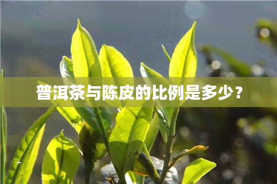 普洱茶与陈皮的比例是多少？