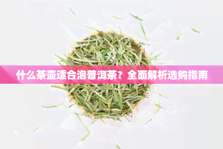 什么茶壶适合泡普洱茶？全面解析选购指南