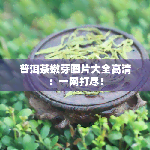 普洱茶嫩芽图片大全高清：一网打尽！