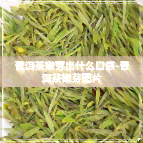 普洱茶嫩芽出什么口感-普洱茶嫩芽图片