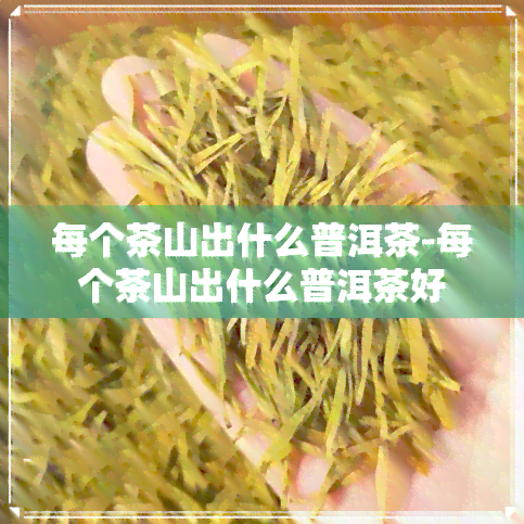 每个茶山出什么普洱茶-每个茶山出什么普洱茶好