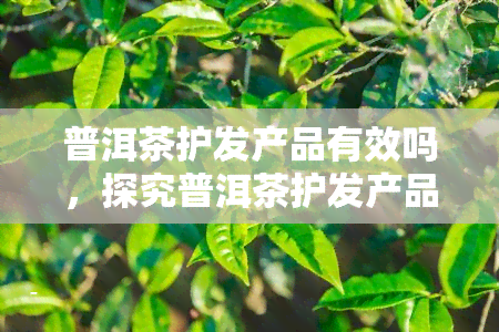 普洱茶护发产品有效吗，探究普洱茶护发产品的有效性：真的能滋养秀发吗？