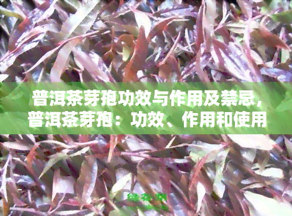 普洱茶芽孢功效与作用及禁忌，普洱茶芽孢：功效、作用和使用禁忌