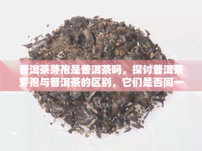 普洱茶芽孢是普洱茶吗，探讨普洱茶芽孢与普洱茶的区别，它们是否同一种茶？