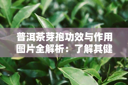 普洱茶芽孢功效与作用图片全解析：了解其健益处和科学原理