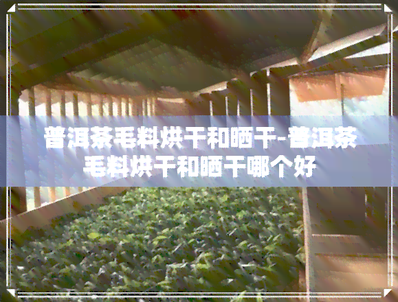 普洱茶毛料烘干和晒干-普洱茶毛料烘干和晒干哪个好