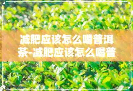 减肥应该怎么喝普洱茶-减肥应该怎么喝普洱茶好