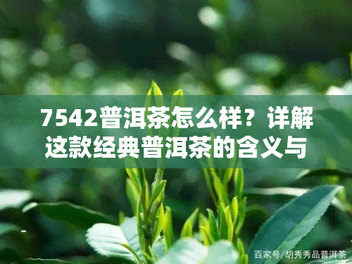 7542普洱茶怎么样？详解这款经典普洱茶的含义与特点