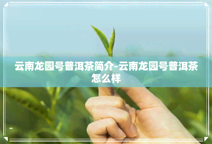 云南龙园号普洱茶简介-云南龙园号普洱茶怎么样