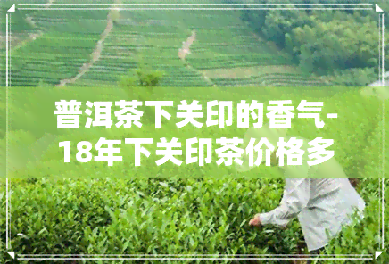 普洱茶下关印的香气-18年下关印茶价格多少