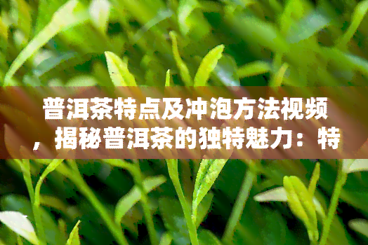 普洱茶特点及冲泡方法视频，揭秘普洱茶的独特魅力：特点与冲泡技巧全解析！