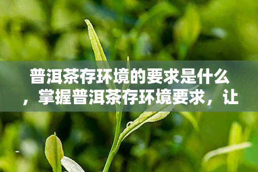 普洱茶存环境的要求是什么，掌握普洱茶存环境要求，让茶叶保持品质！