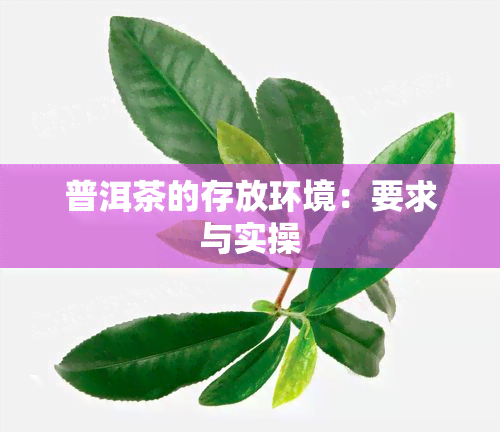 普洱茶的存放环境：要求与实操