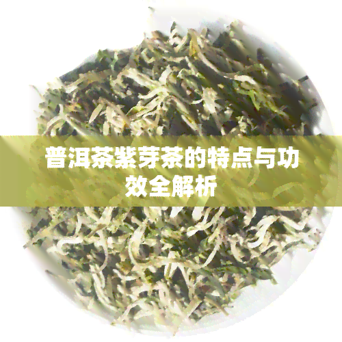 普洱茶紫芽茶的特点与功效全解析