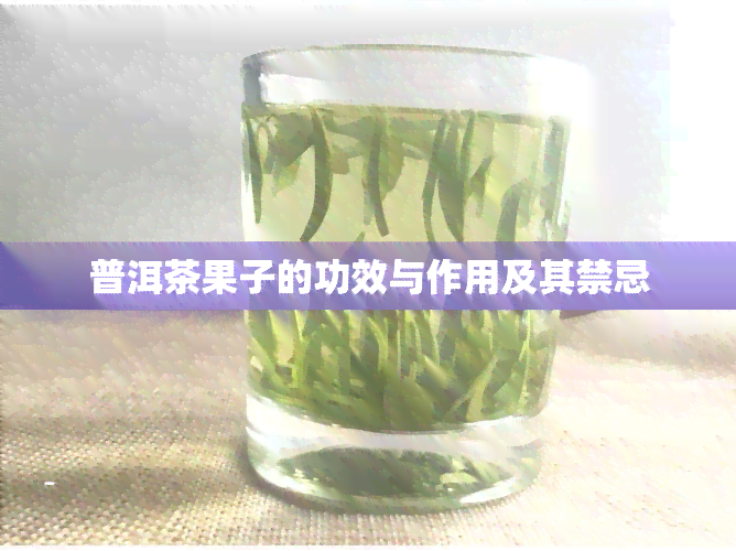 普洱茶果子的功效与作用及其禁忌