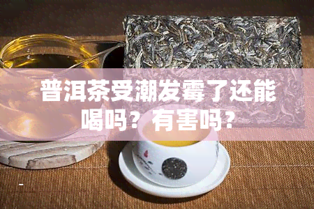 普洱茶受潮发霉了还能喝吗？有害吗？